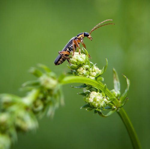 Macro world