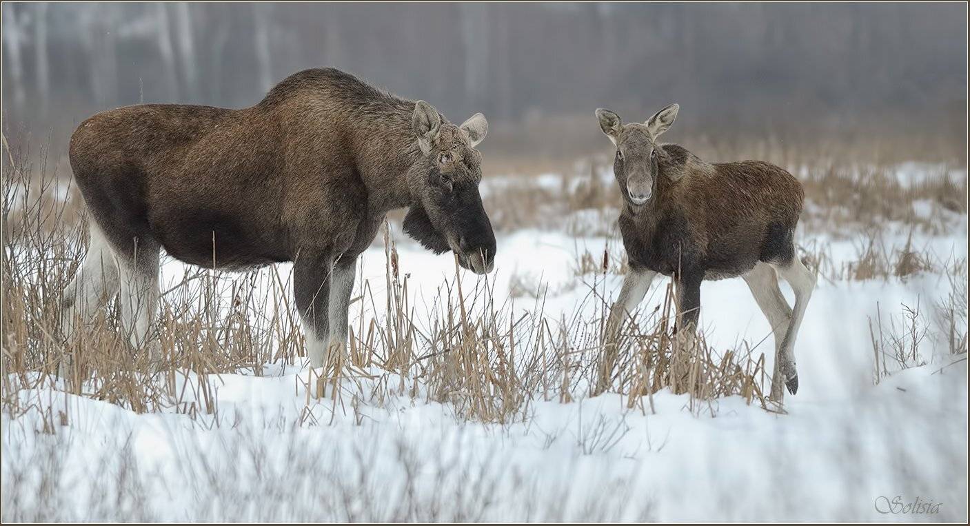 животные, природа, фотоохота, лоси, лосиный остров, Солисия