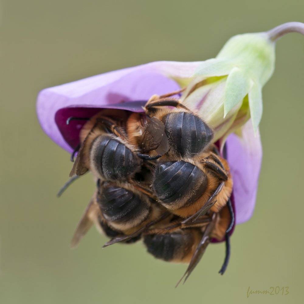 , Игорь ФУММ