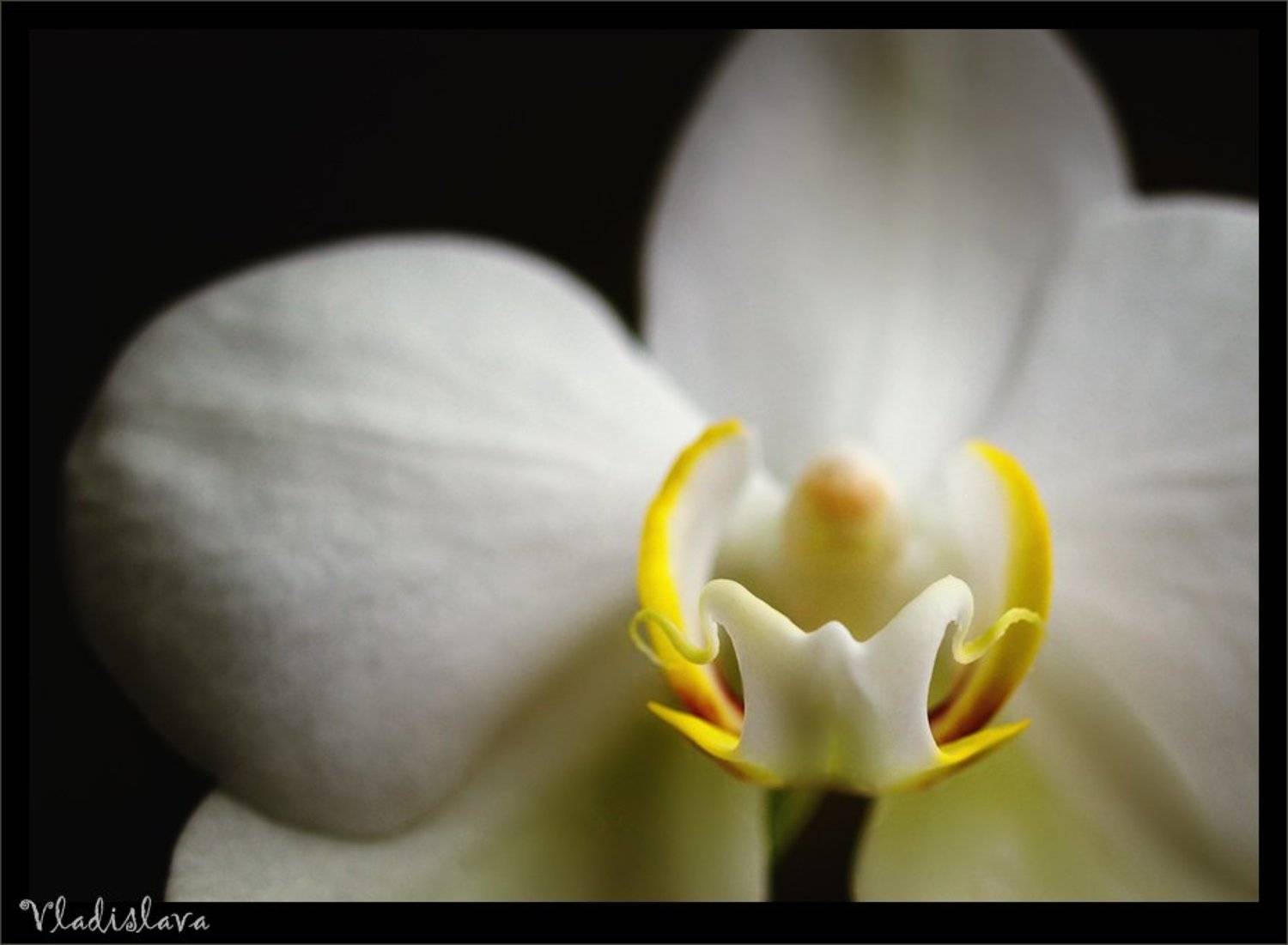 , Владислава Ивайлова Нинова-Евтимова