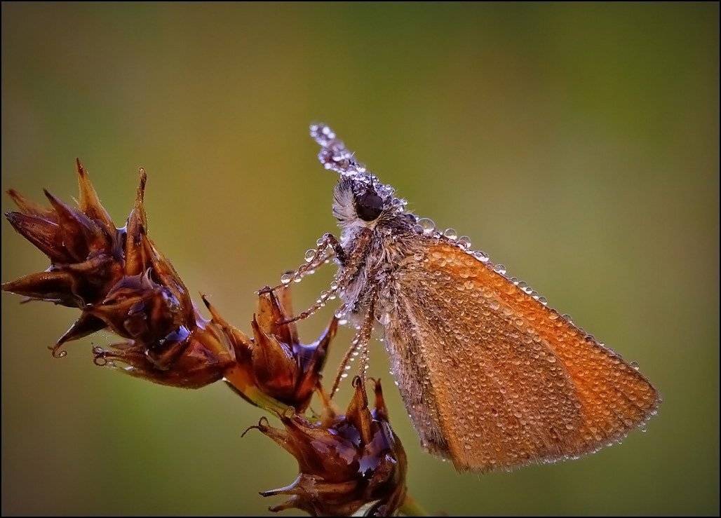 , Андрей Корочкин