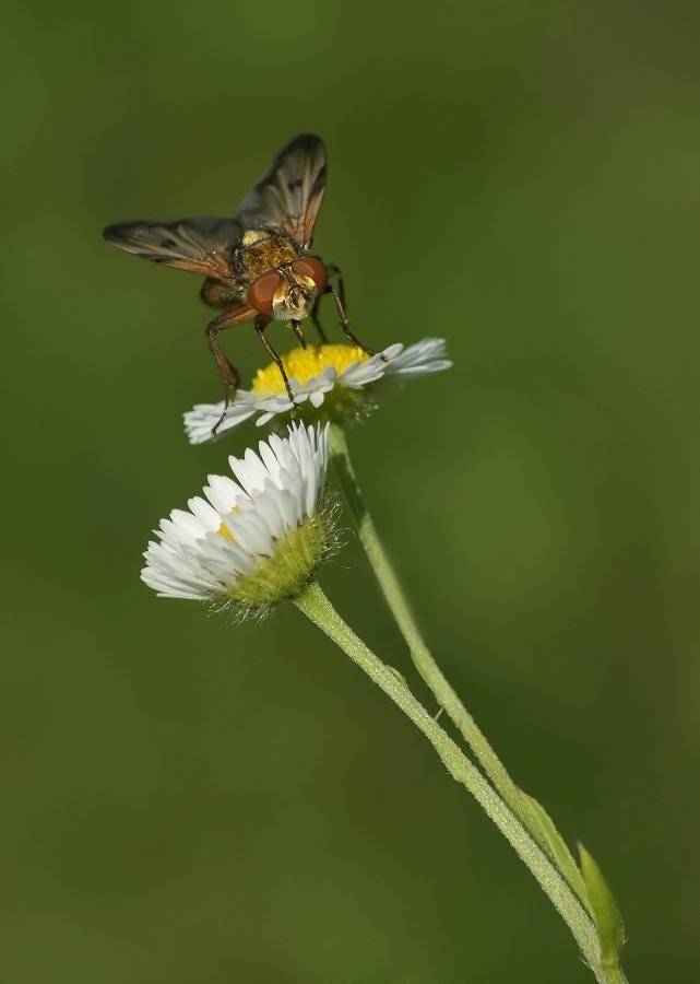, Чепленко Алексей