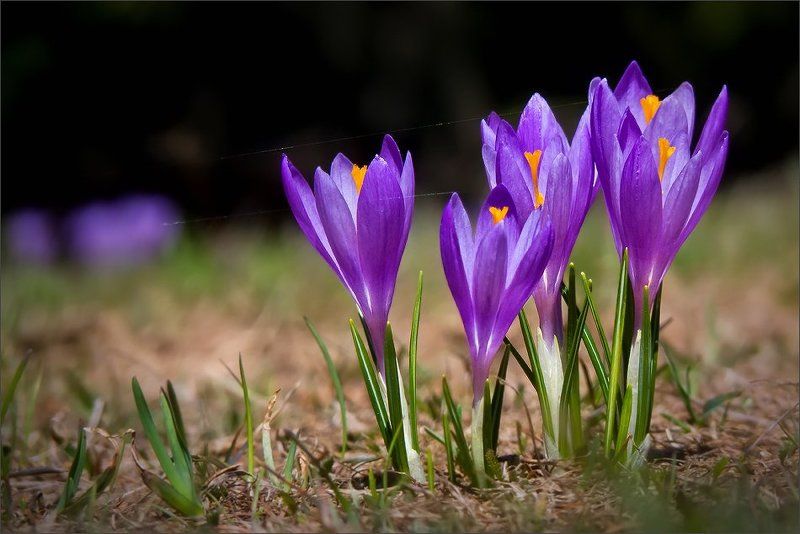bulgaria, vitosha  фото превью