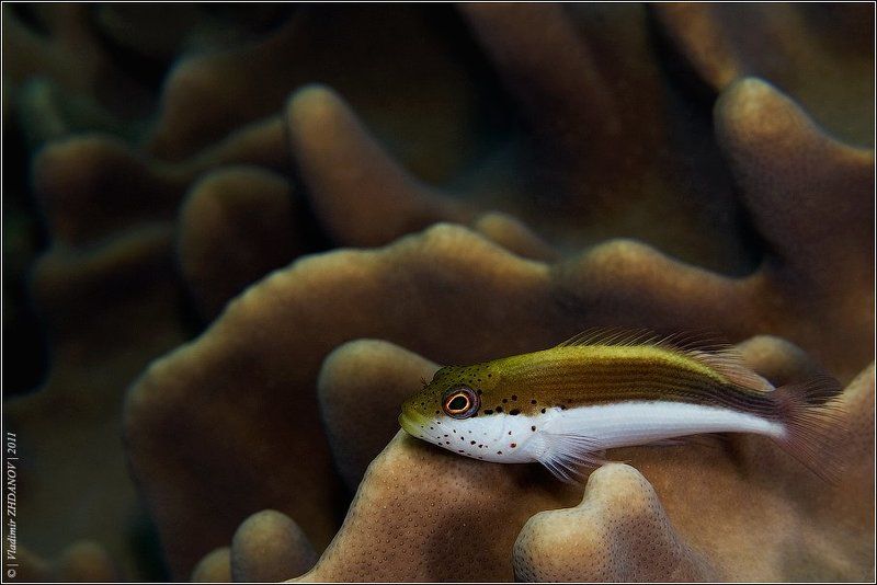 О вреде чрезмерного пребывания на солнце... фото превью