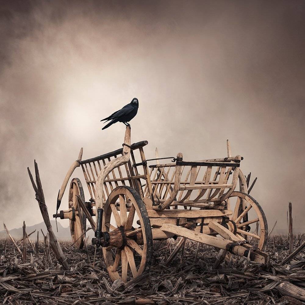 crow, reaven, cart, ground, photoshop, manipulation, psd, mounting, tulip, light, Caras Ionut