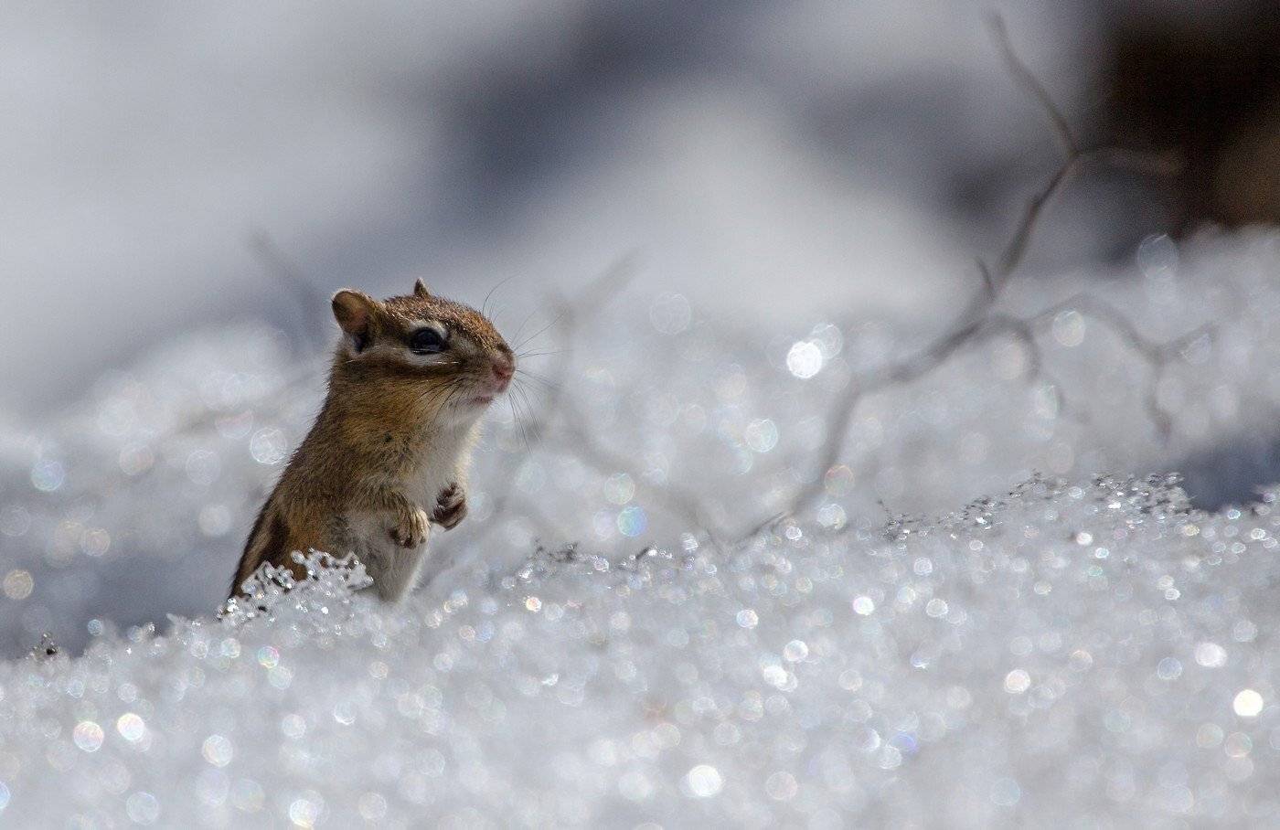 бурундук, снег, весна, Евгений Слободской