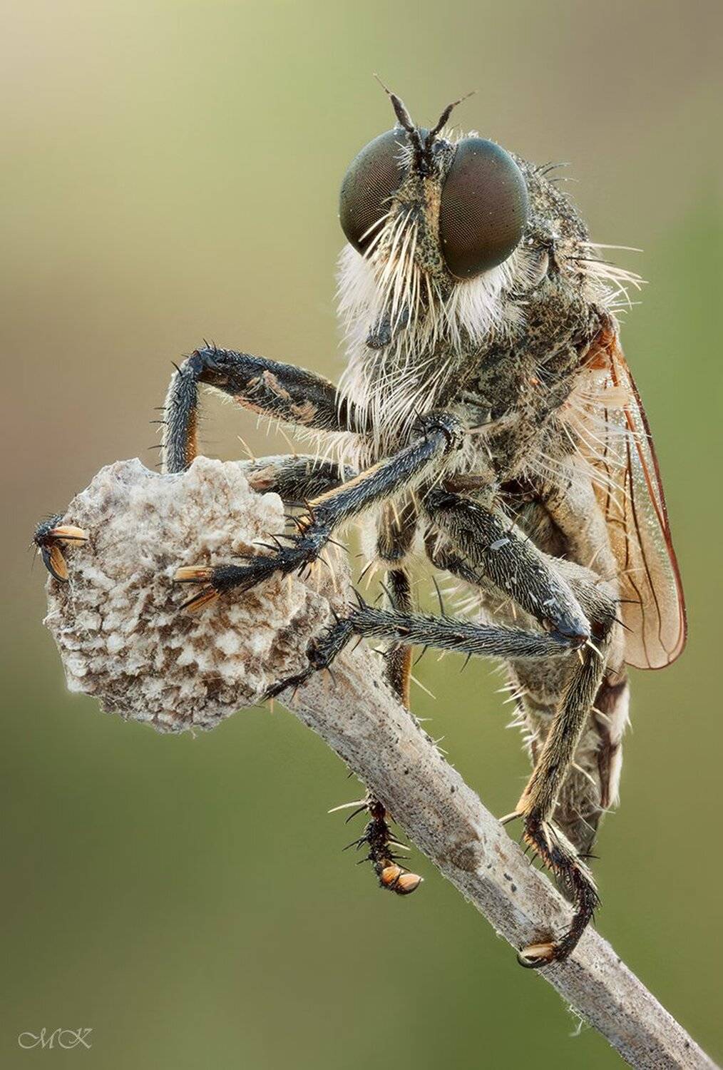 ктырь, robber, fly, израиль, бен-шемен, Miron Karlinsky