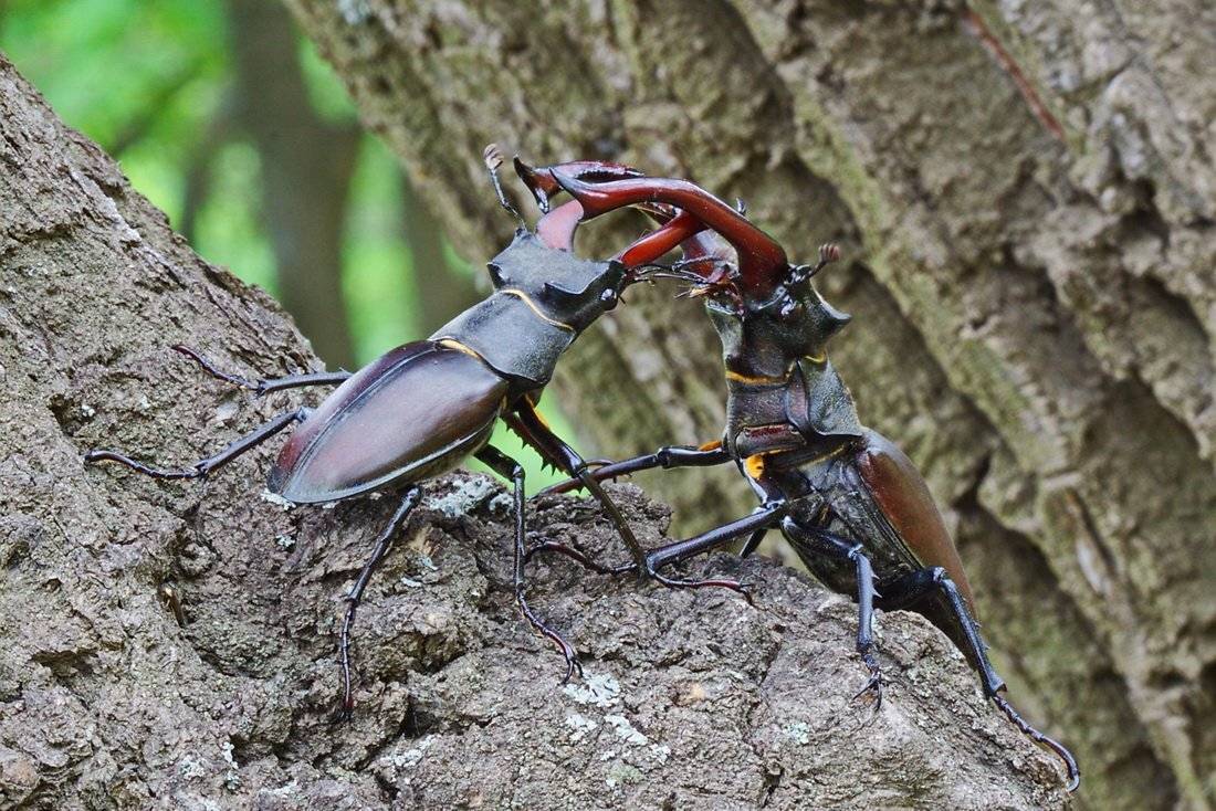 , Евгений Комаров