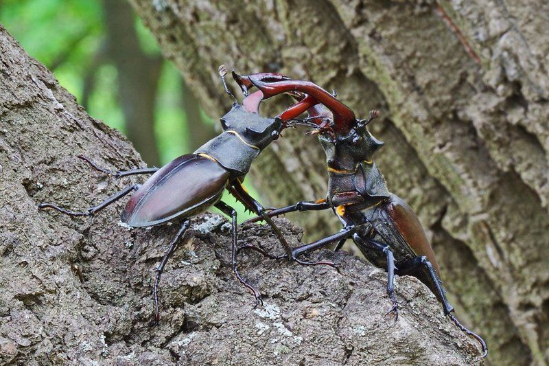 Турнир фото превью