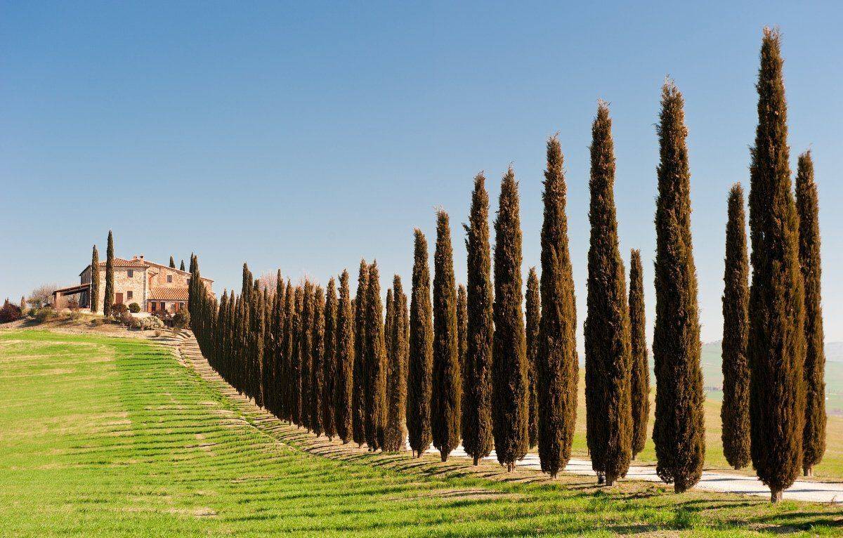 , Андрей Ведерников