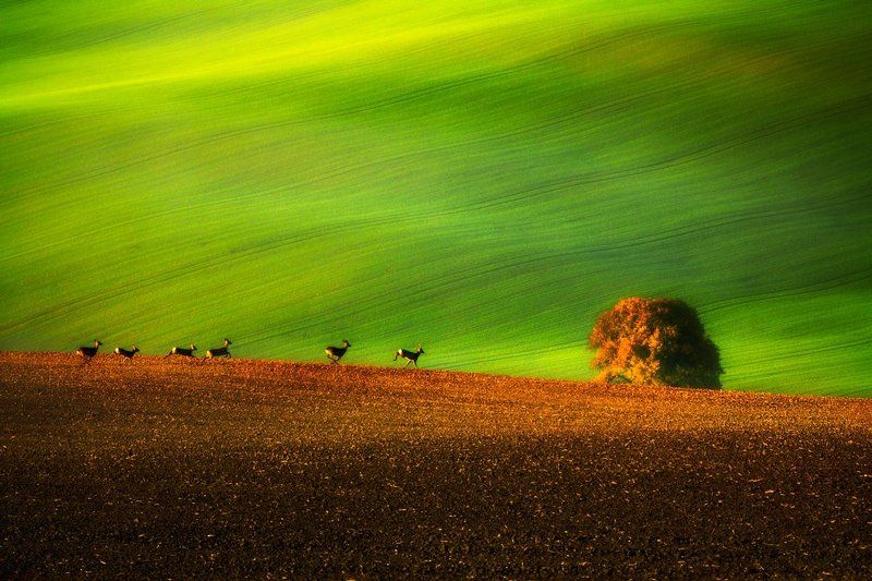 Run for Spring