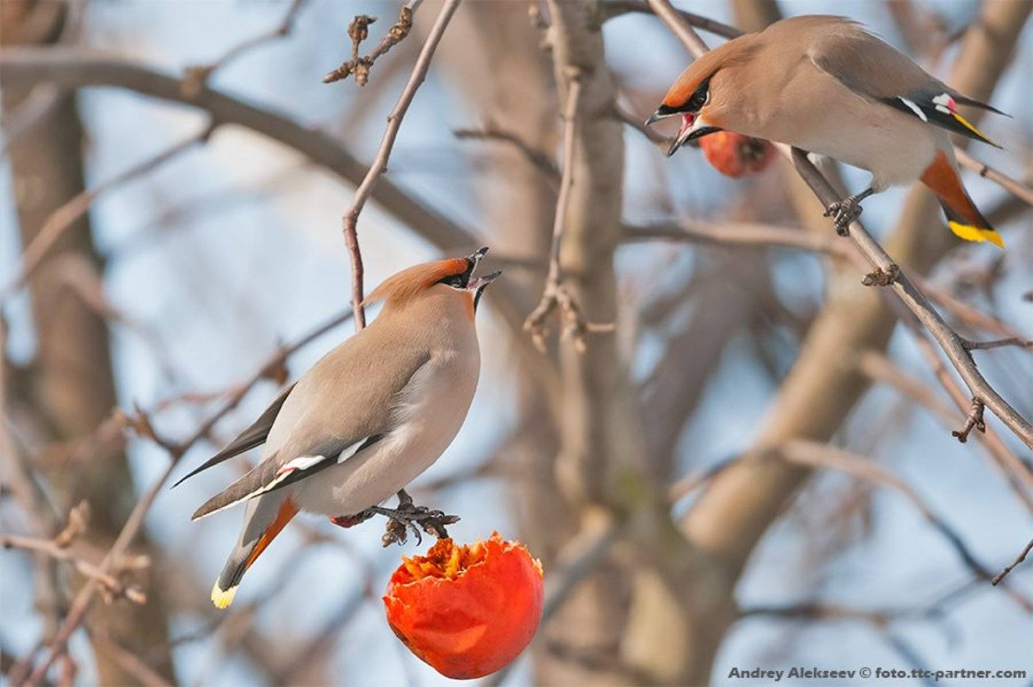 , Андрей Алексеев