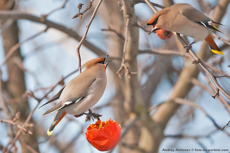 Скандал в свиристелевом семействе фото превью