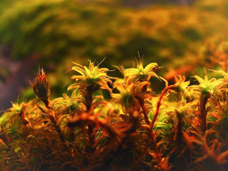 Весна! фото превью