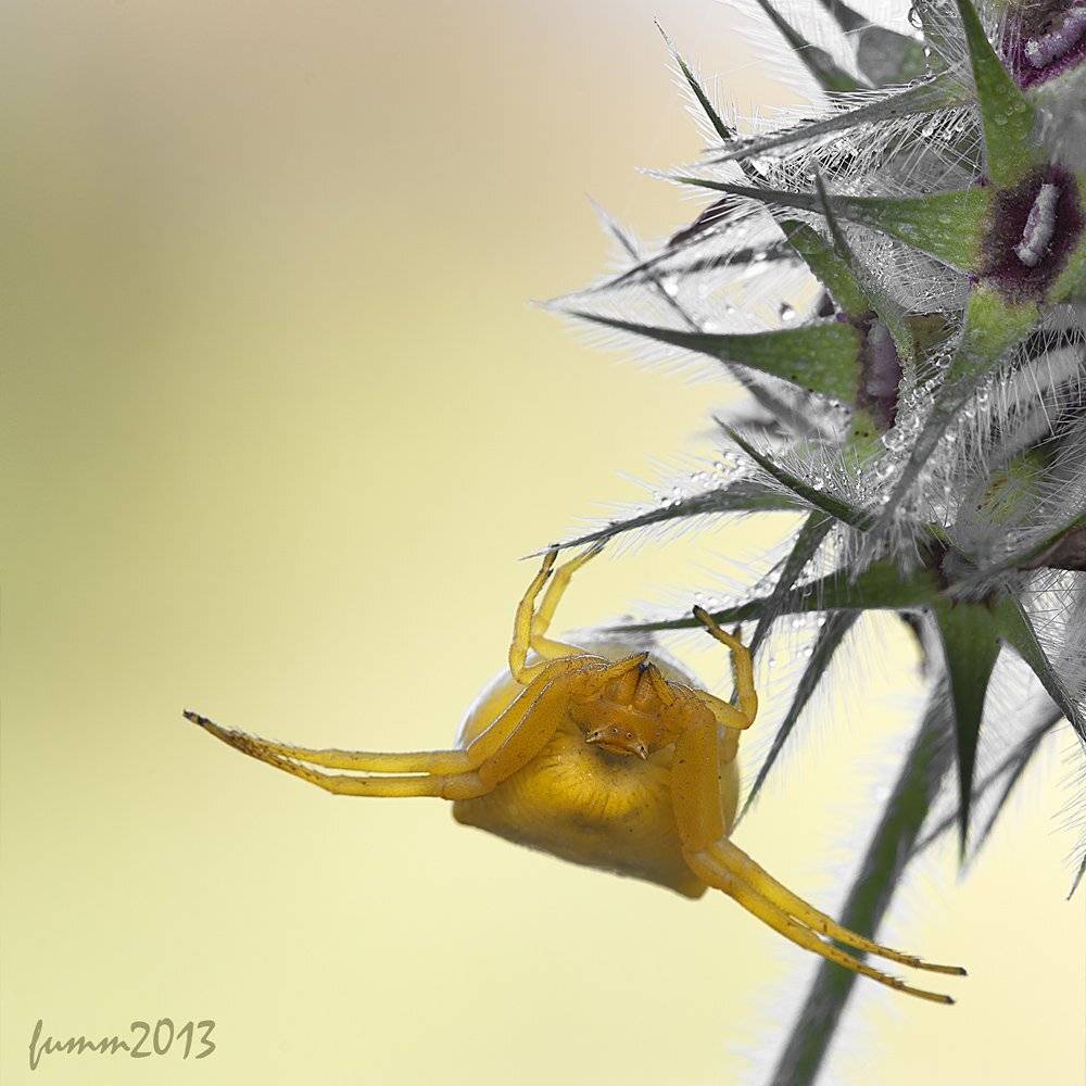 , Игорь ФУММ