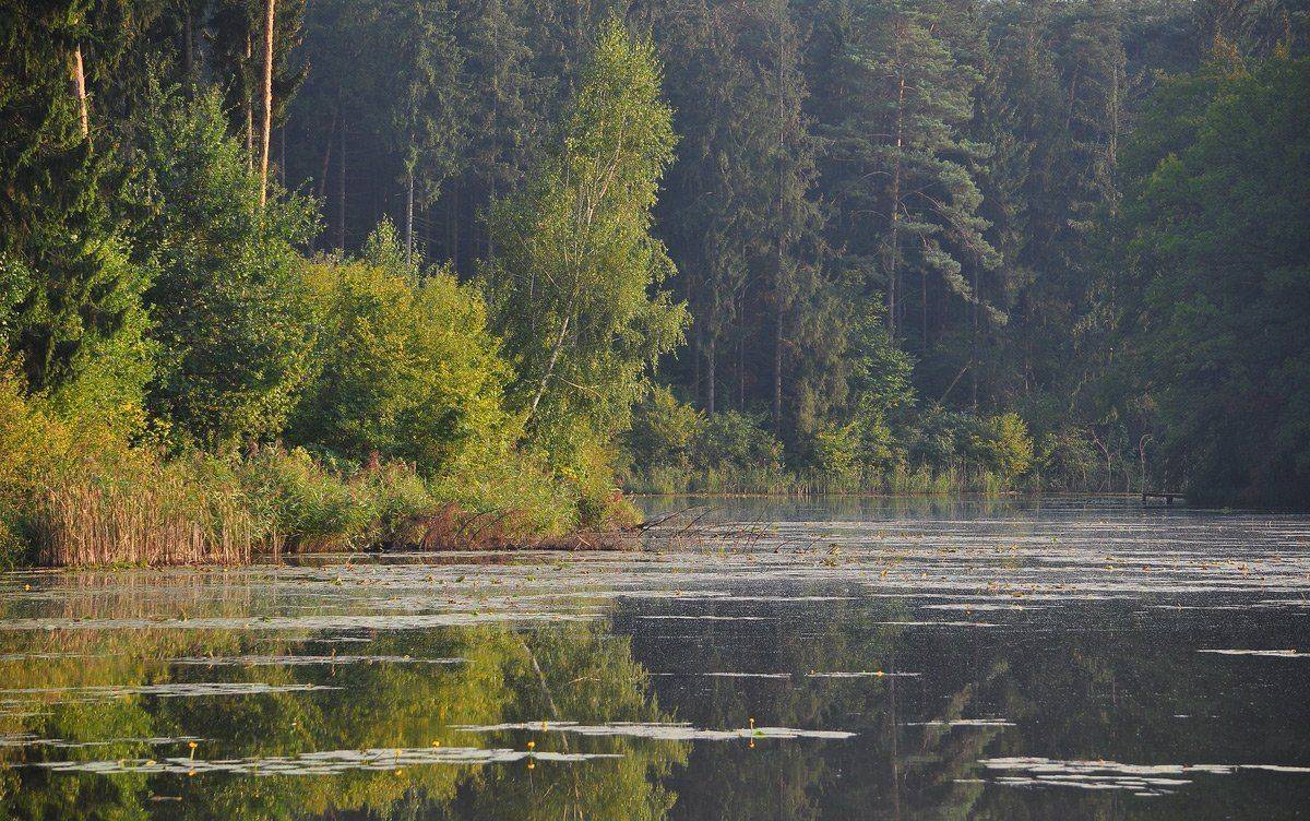 , Николай Шахманцир