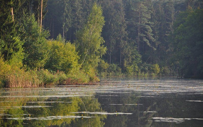 тихий омут... фото превью