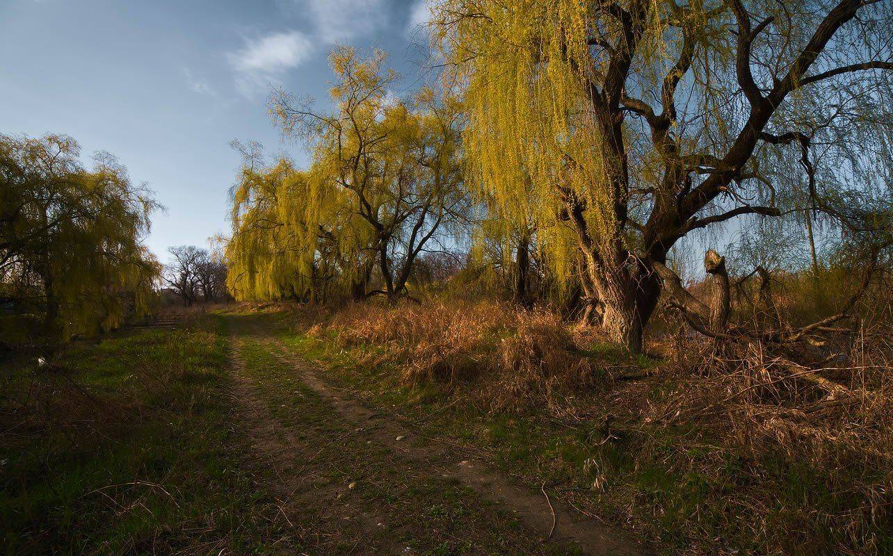 весна, ивы, дорога, канал, Николай Мысливцев