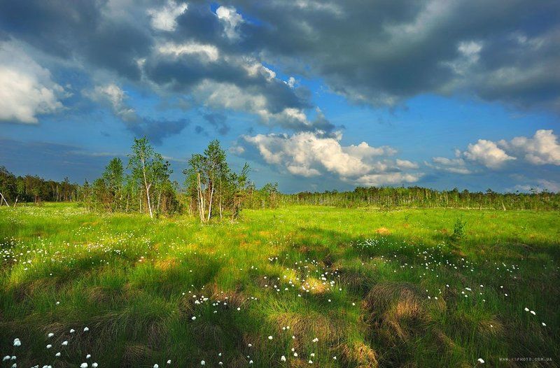 Полесский заповедник фото превью
