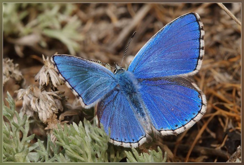Про синий цвет фото превью