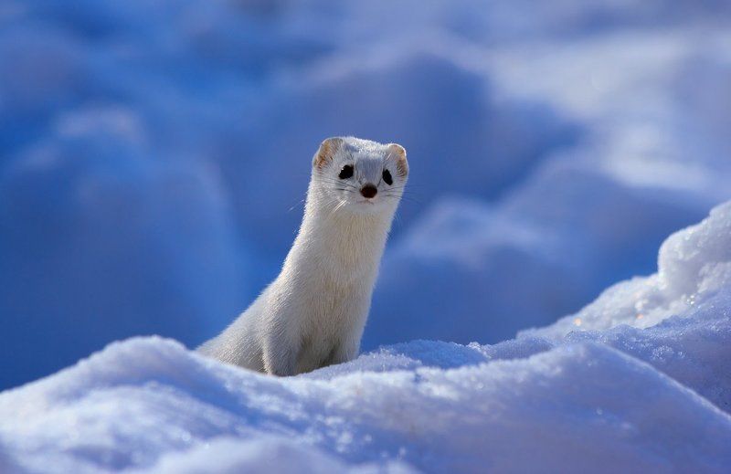А вот и я! фото превью