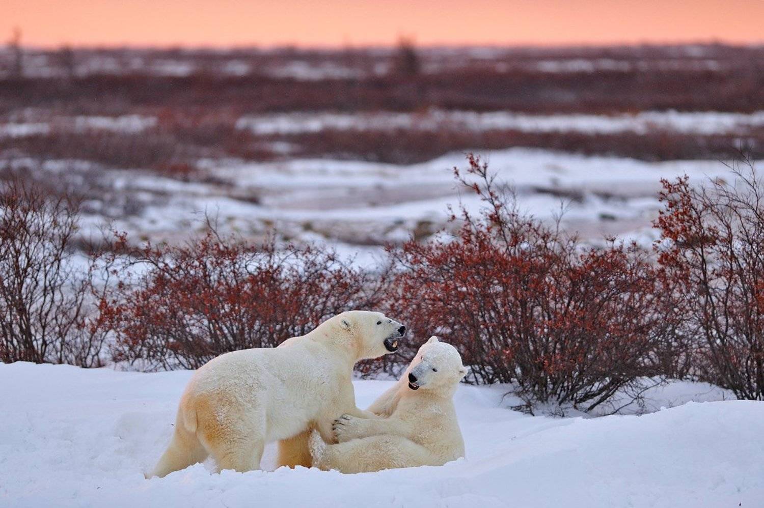 , Алексей Тищенко