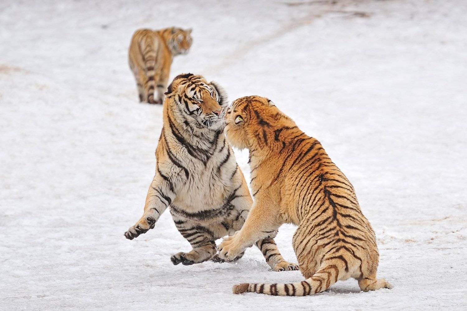 , Алексей Тищенко