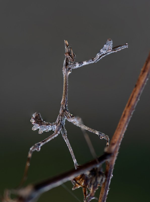 Всадник апокалипсиса фото превью