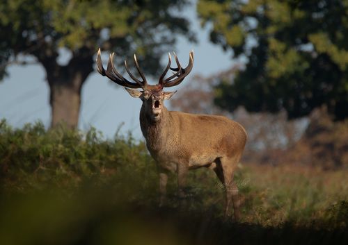Red Deer Stag