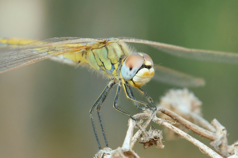 *** фото превью