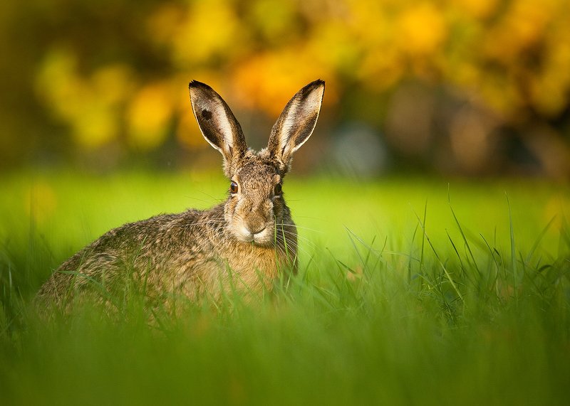 Hare фото превью