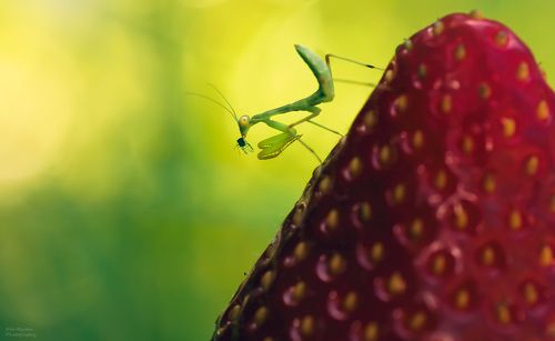 Охота в клубничных горах