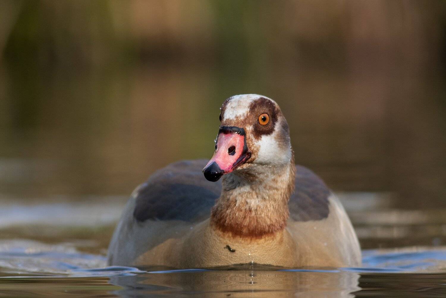 egyptian goose, goose, wildlife, nature, birds, water, MARIA KULA