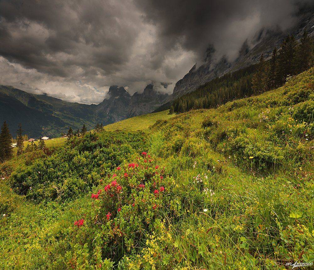 swiss, Матвеев Николай