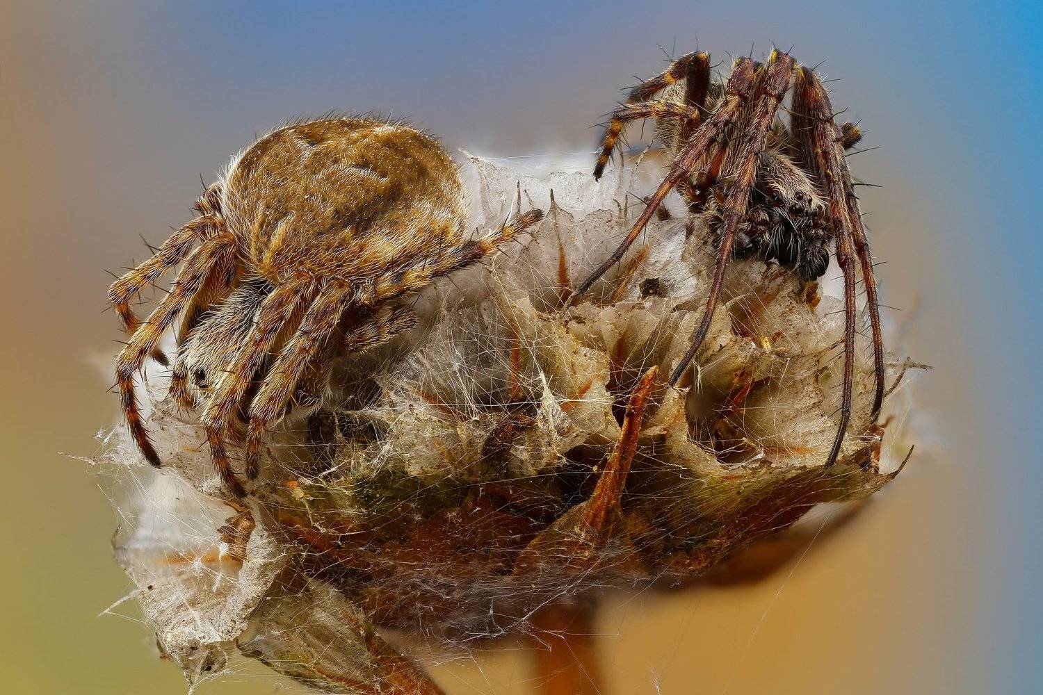 макро,природа,паук,растение,цвет,синий,желтый,коричневый,животное, Андрей Шаповалов