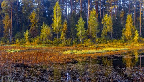 Осень пробует палитру