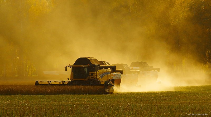 комбайн, уборка урожая, поле, сибирь Битва за урожай фото превью