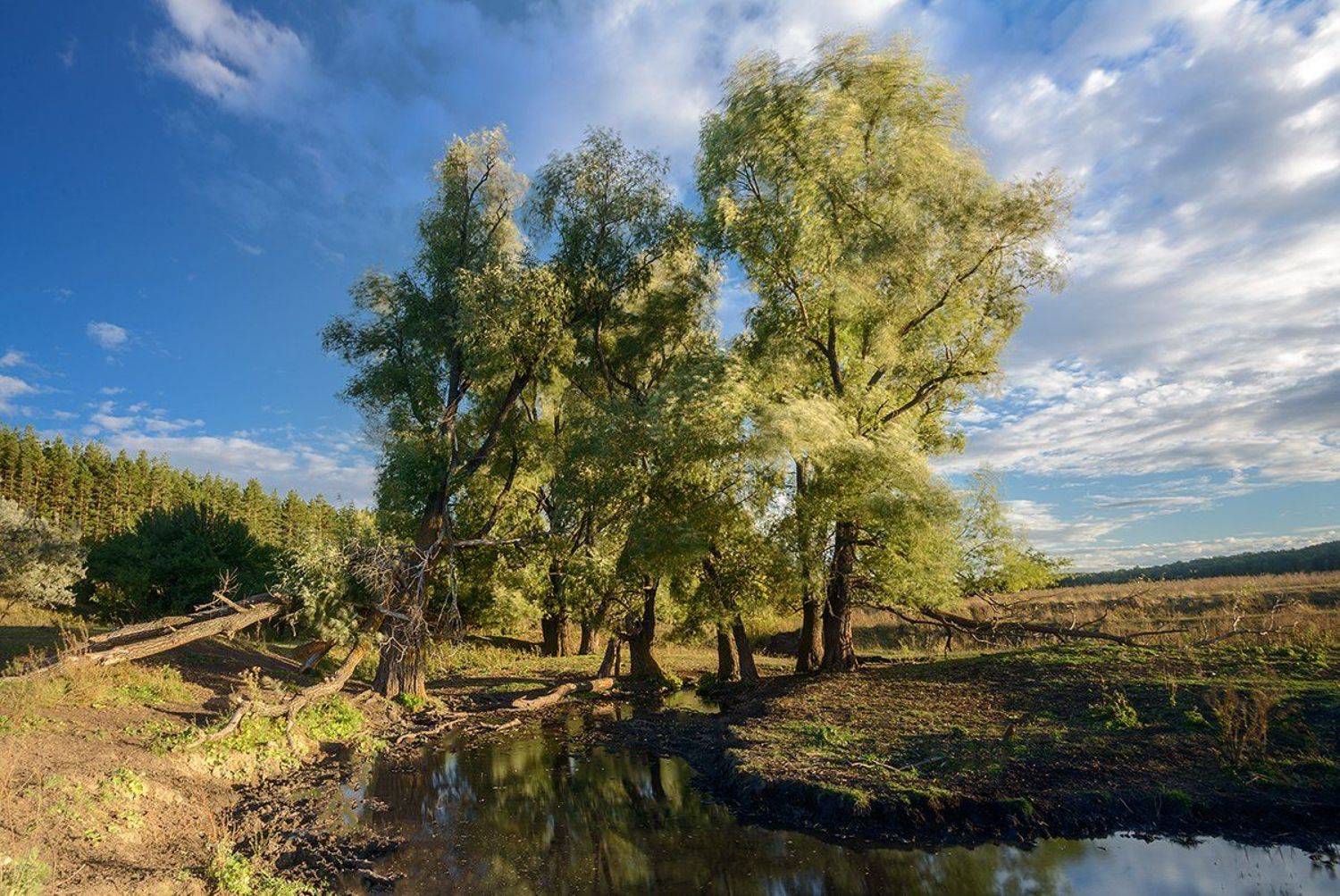 Осень, речка, Владислав Никишин