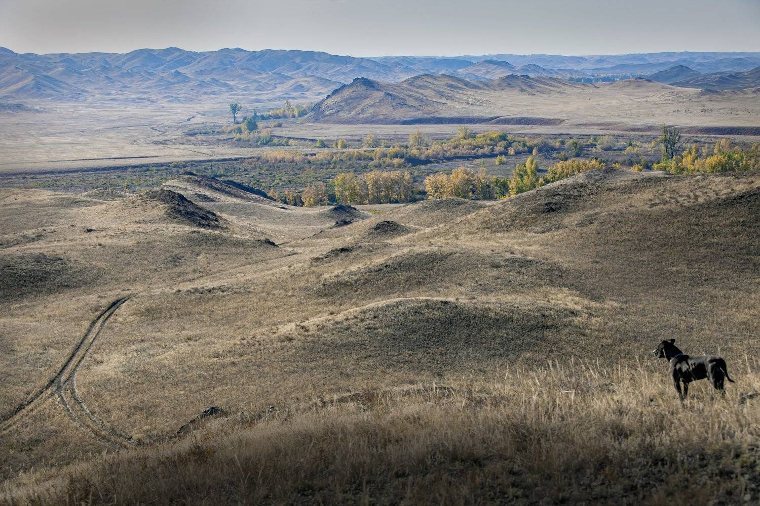 , петр чиков