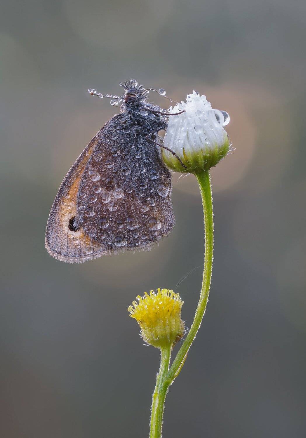 Бабочка, Чепленко Алексей