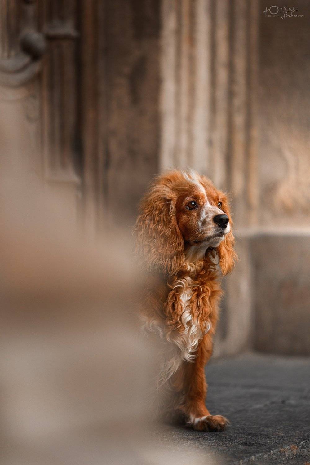 , Наталия Поникарова