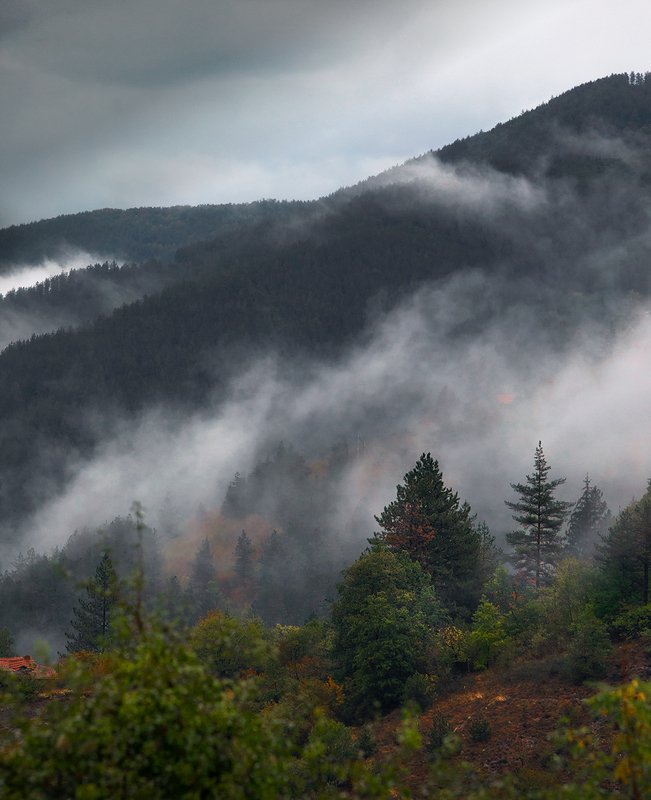 Воздышки леса фото превью