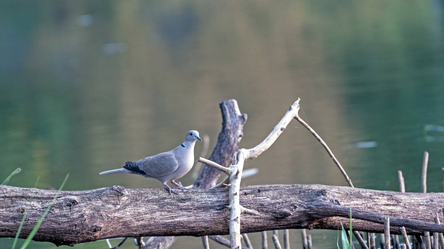, Алексей Рыльский