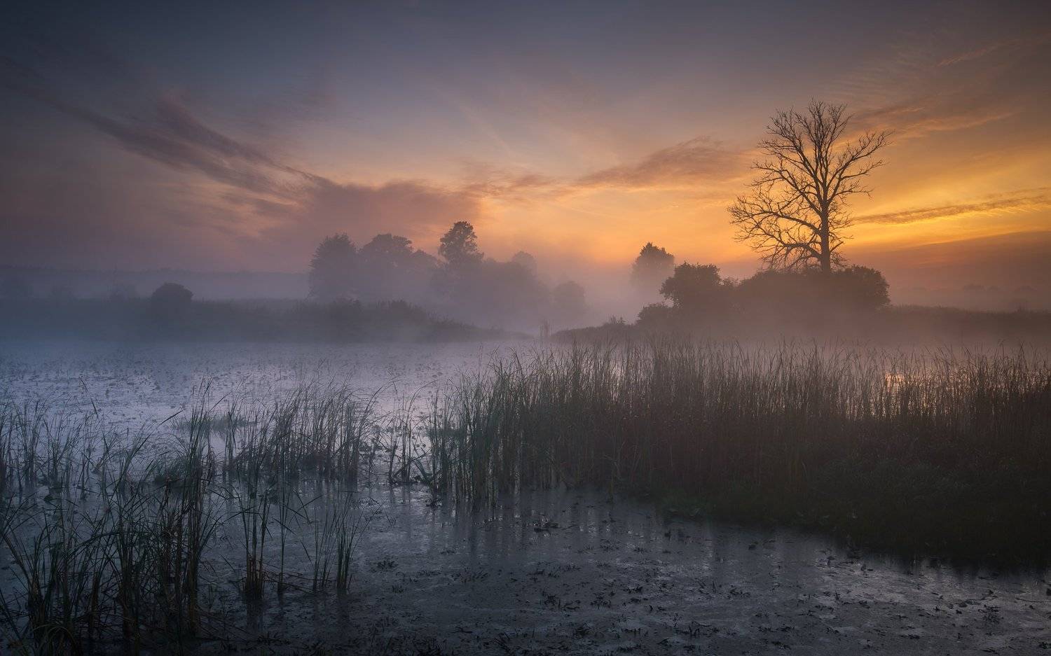 sunrise, tree, fog, Marcin Orszulak
