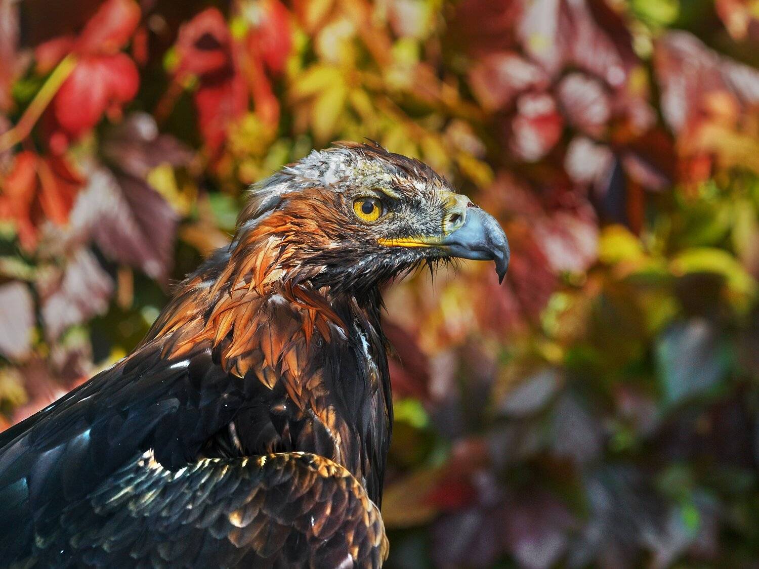 беркут, Олег Богданов