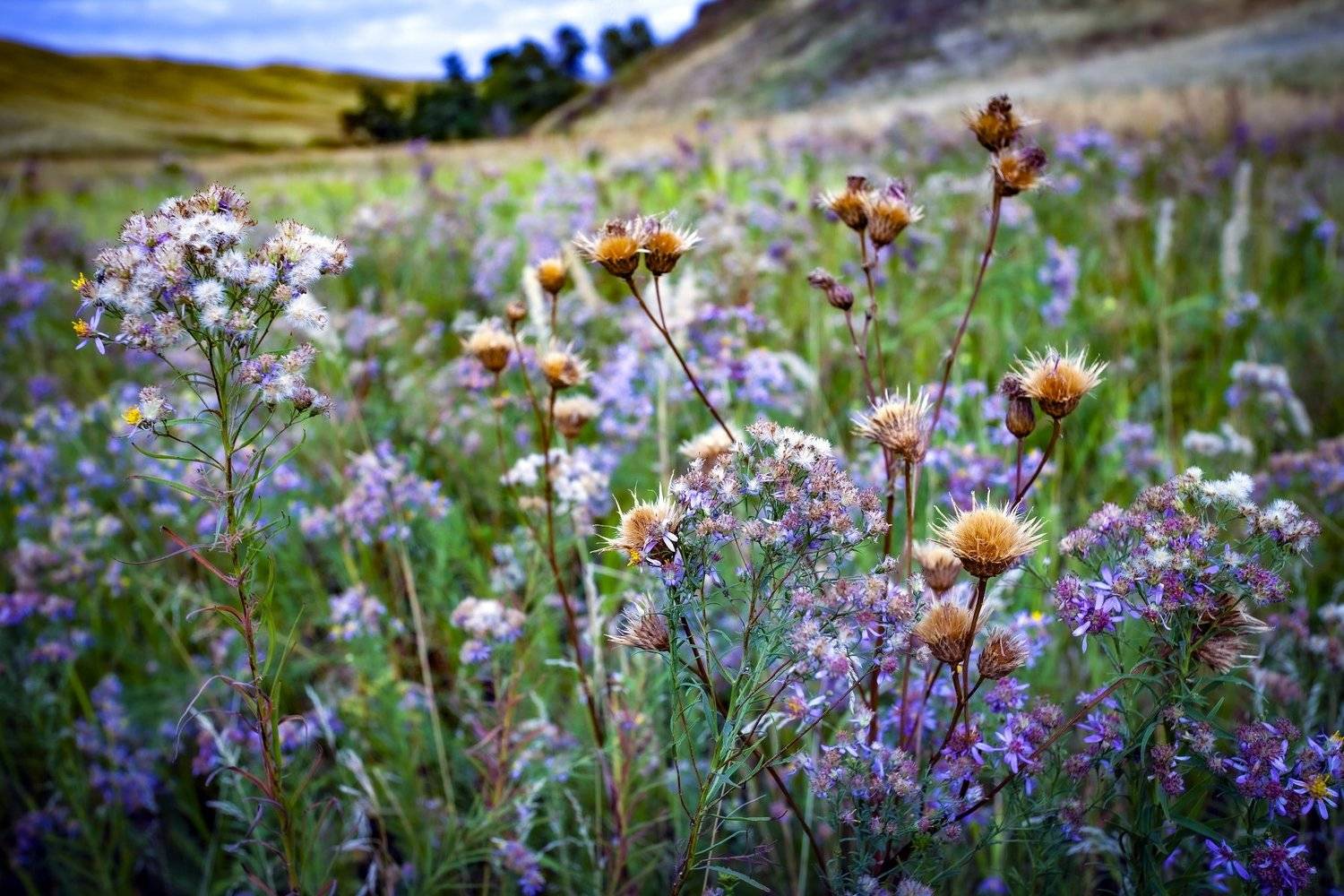, петр чиков