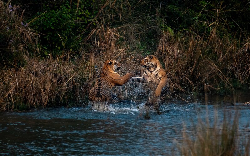 tiger tigers tigress subadult cubs juvenile corbett india playing fighting playfight Tigers Dance too фото превью