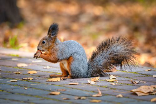 Осенние хлопоты