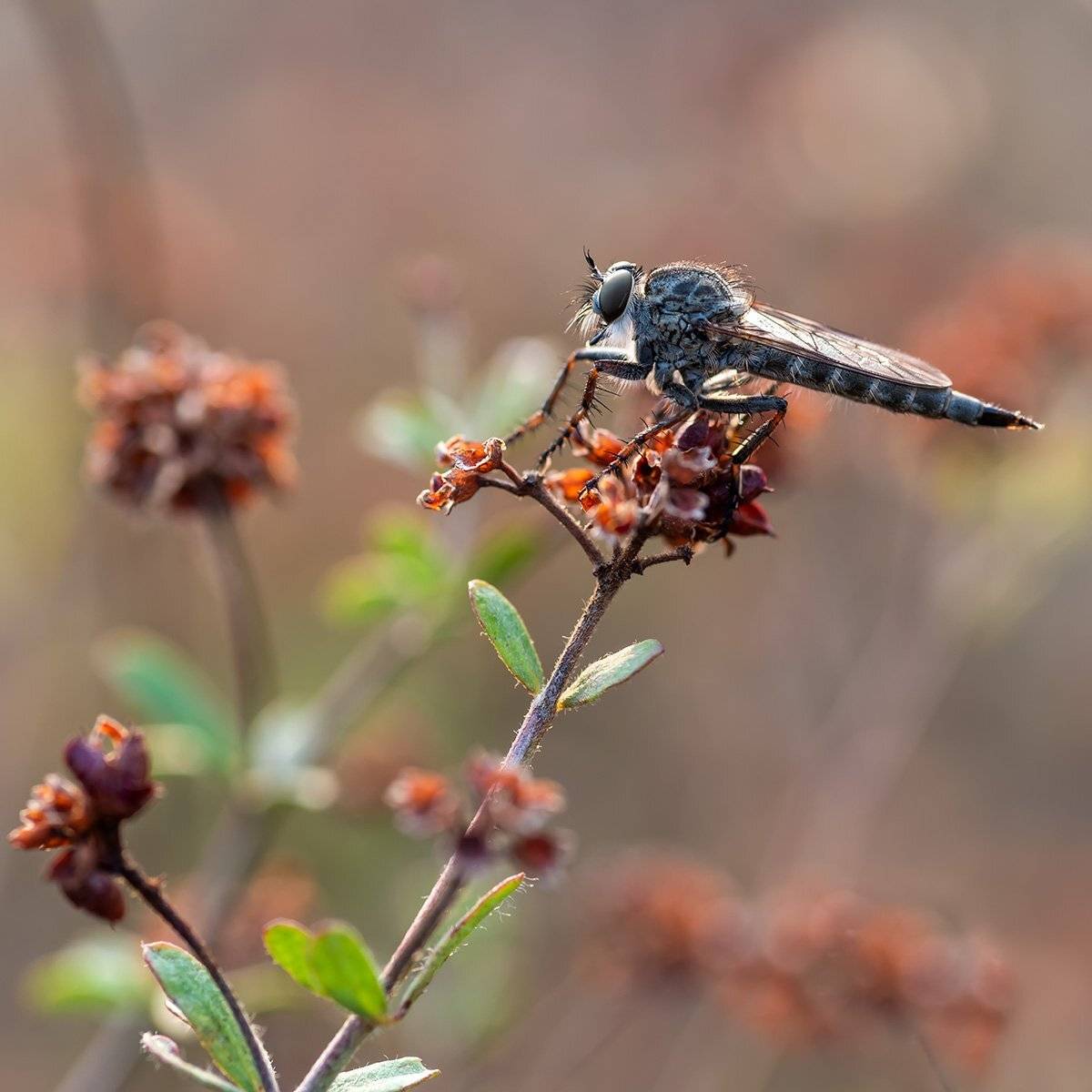 , Александр Земляной