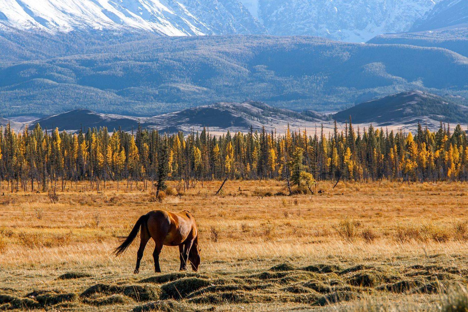 алтай, курай, осень, сентябрь, Любовь Фурс